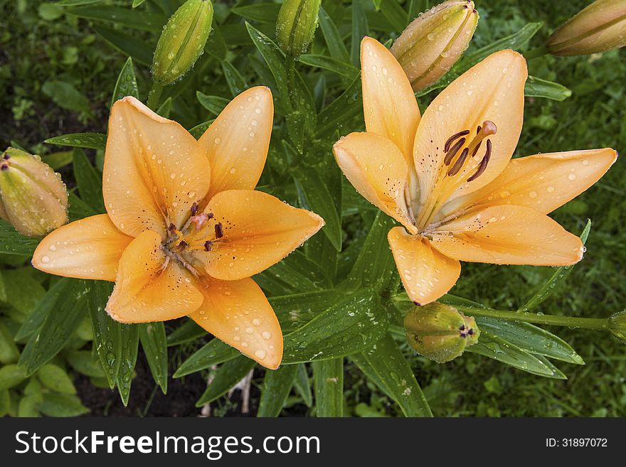 Lilium lancifolium, lily with waterdroplets framed with green leaves