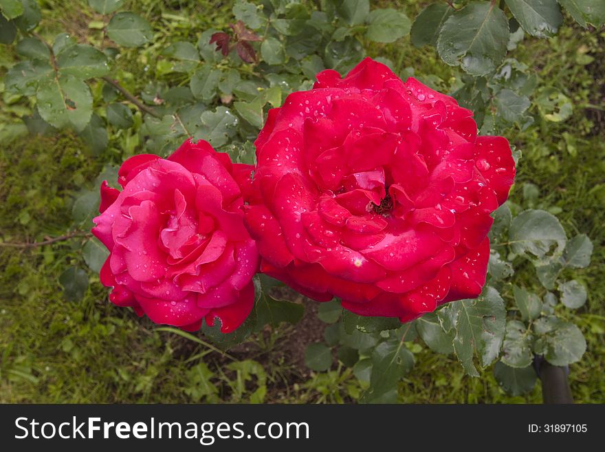 Red Rose Bud With Water Droplets