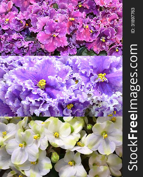 Saintpaulia violets collage collection flowers