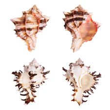 Murex Seashells Stock Photography Murex Seashells Stock Photography