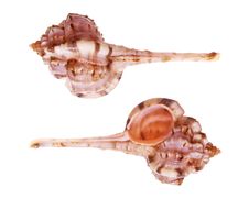Snipe S Bill Murex Seashells Stock Photo Snipe S Bill Murex Seashells Stock Photo