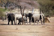 Elephants Troop Stock Photos Elephants Troop Stock Photos