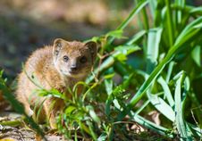 Cute Yellow Mongoose Free Stock Images Photos Stockfreeimages Com