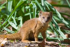 Cute Yellow Mongoose Free Stock Images Photos Stockfreeimages Com