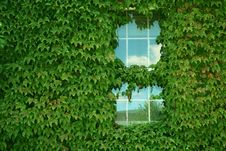 Ivy Covered Building Stock Image Ivy Covered Building Stock Image