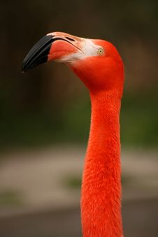 Phoenicopterus Ruber Roseus Stock Photography Phoenicopterus Ruber Roseus Stock Photography