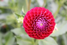 Red Dahlia Royalty Free Stock Images Red Dahlia Royalty Free Stock Images