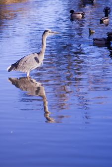 Great Blue Heron Royalty Free Stock Photos Great Blue Heron Royalty Free Stock Photos
