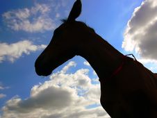 Horse - Colt Royalty Free Stock Photography Horse - Colt Royalty Free Stock Photography