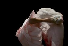Roseate Spoonbill Stock Photo Roseate Spoonbill Stock Photo