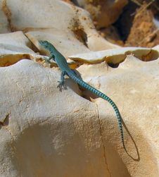 Blue Lizard On Yellow Stone Stock Photography Blue Lizard On Yellow Stone Stock Photography