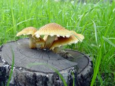 Mushrooms Growing On The Stub Stock Photography