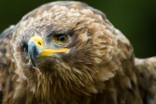 Steppe Eagle Royalty Free Stock Photo Steppe Eagle Royalty Free Stock Photo
