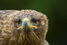 Steppe Eagle Royalty Free Stock Photography Steppe Eagle Royalty Free Stock Photography
