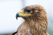 Steppe Eagle Royalty Free Stock Photos Steppe Eagle Royalty Free Stock Photos
