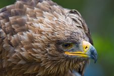 Steppe Eagle Stock Image Steppe Eagle Stock Image