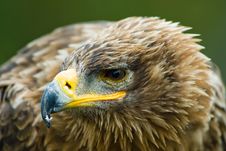 Steppe Eagle Stock Photography Steppe Eagle Stock Photography