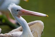 Pelican Royalty Free Stock Photos Pelican Royalty Free Stock Photos