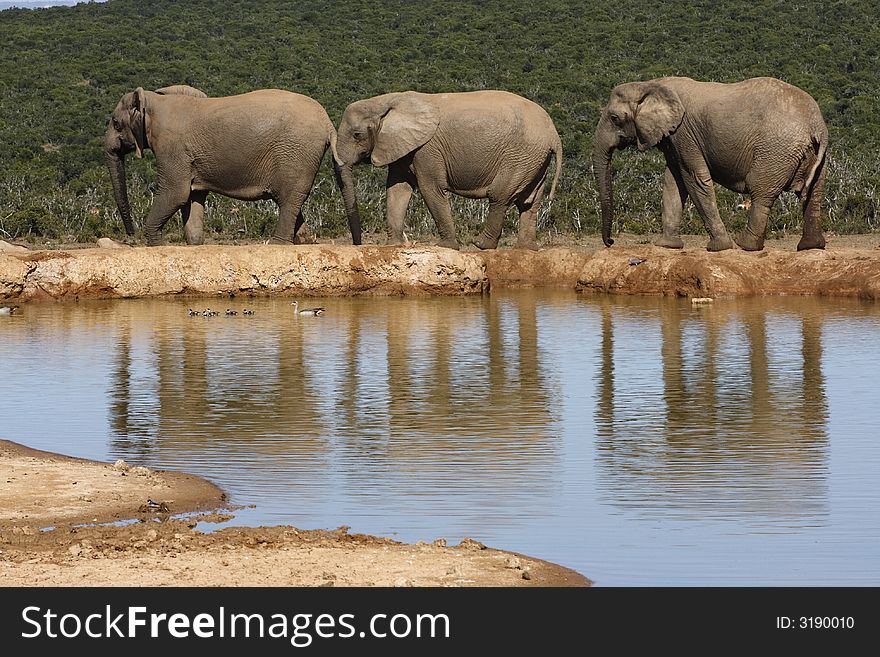 Elephants walking off from the waterhole together. Elephants walking off from the waterhole together