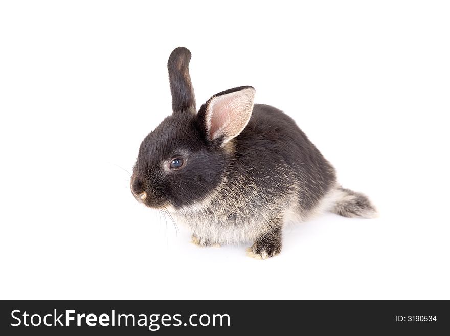 Black and white bunny, isolated