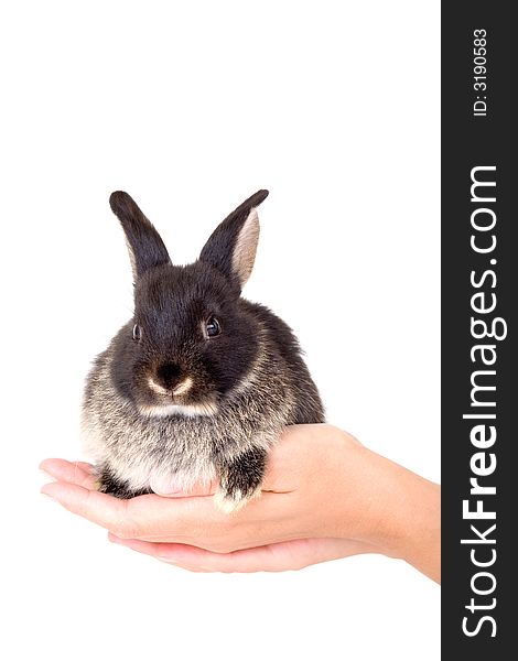 Hands holding a bunny on white background. Hands holding a bunny on white background