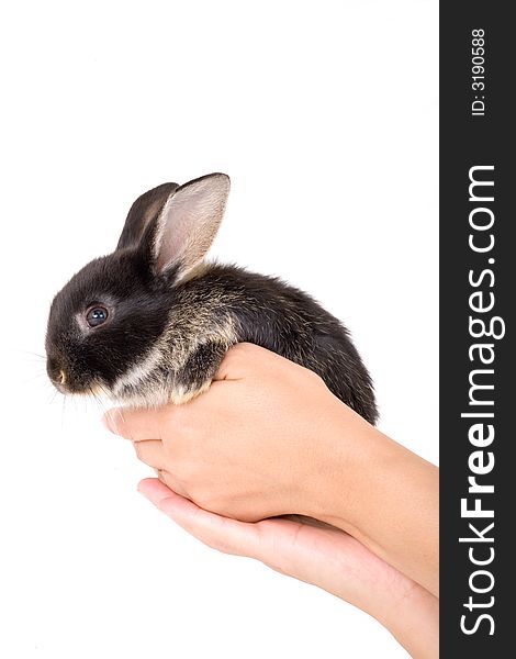 Hands holding a bunny on white background. Hands holding a bunny on white background