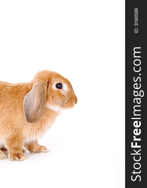 Brown-white bunny on a white background