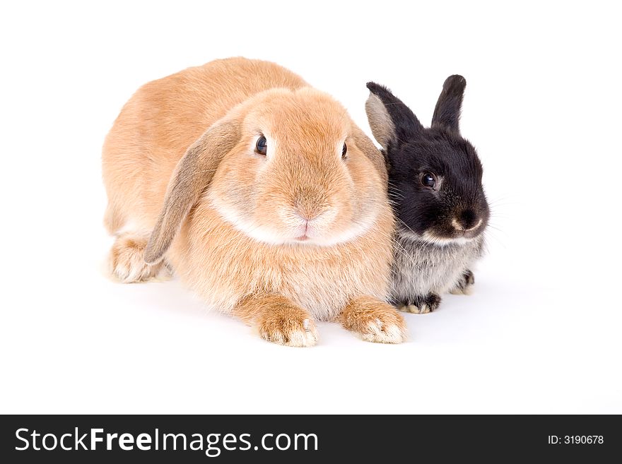 Two bunny on a white background. Two bunny on a white background