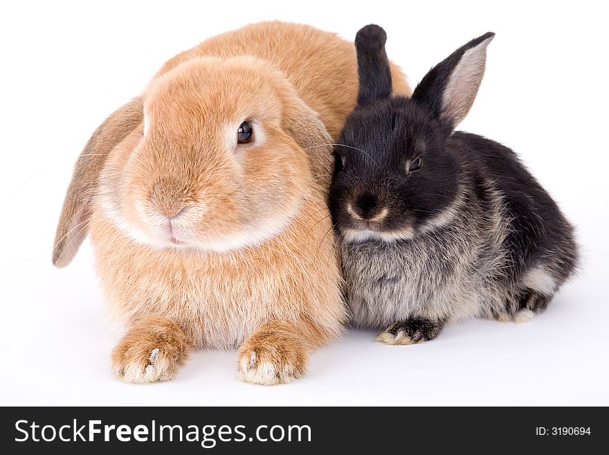 Two bunny on a white background. Two bunny on a white background