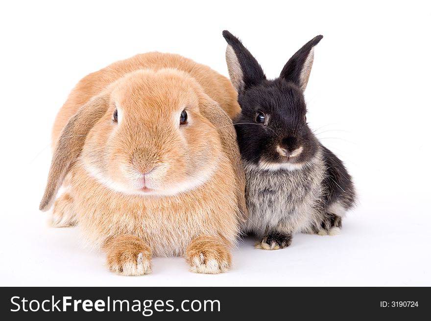 Two bunny on a white background. Two bunny on a white background