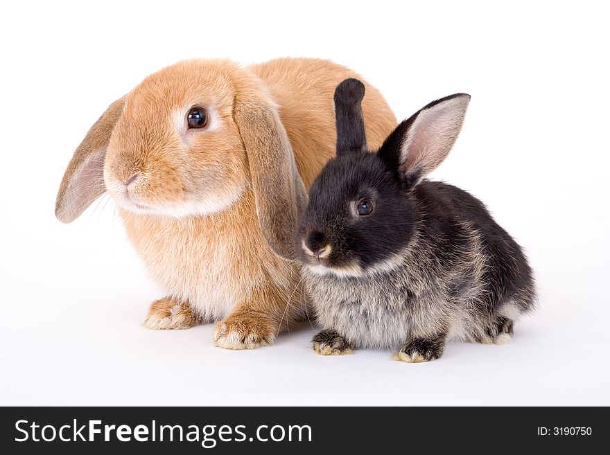 Two bunny on a white background. Two bunny on a white background