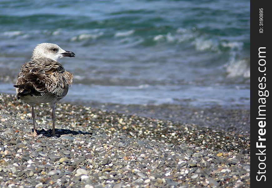 Seagull sea stones wings summer