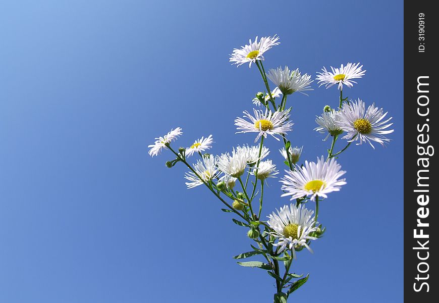Nice White Flowers - Photo with flowers, Isolated and Blue Sky Background