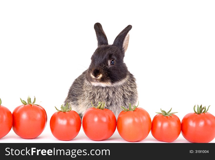 Black Bunny And Some Tomato