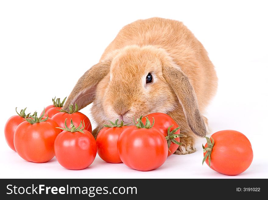 Brown bunny and some tomato, isolated
