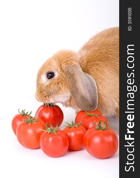 Brown bunny and some tomato, isolated