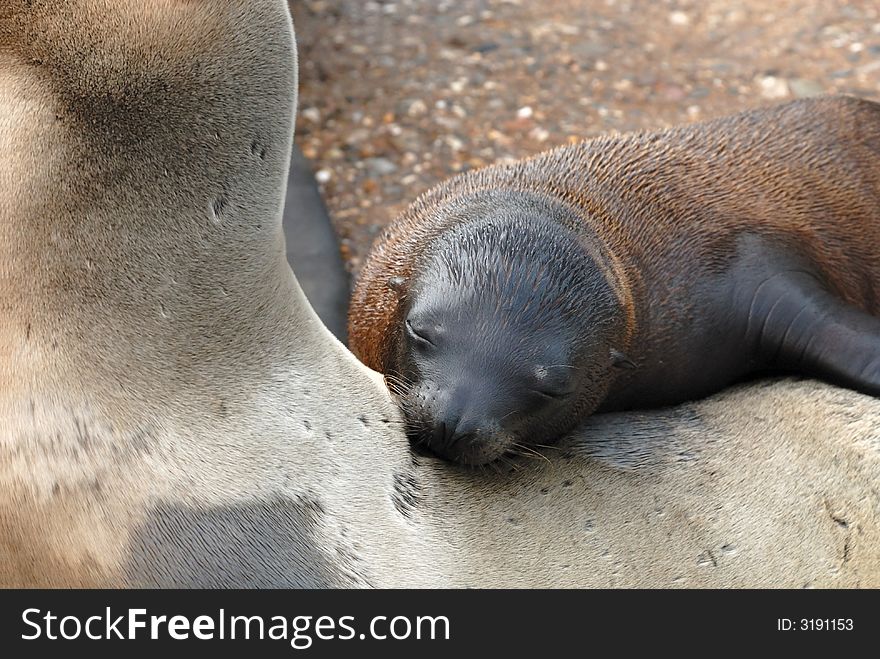 Cute baby sea lion resting on mothers back