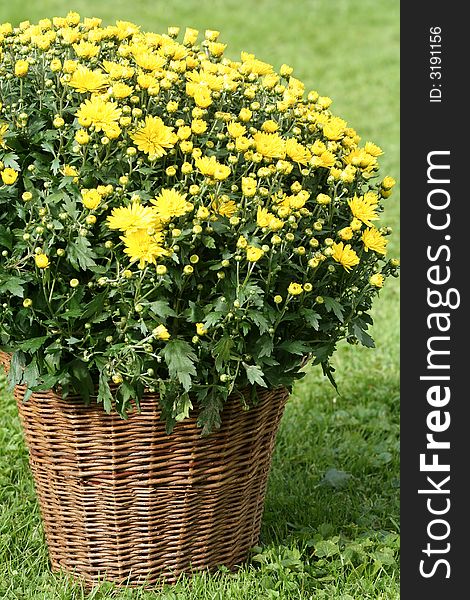 Yellow Flowers in the basket