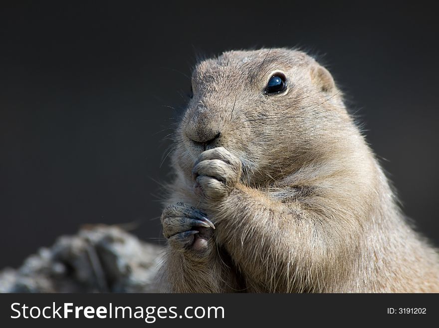 Close-up of a cute prarie dog (Cynomys)