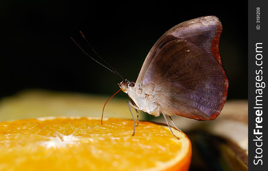 Beautiful butterfly on orange fruit. Beautiful butterfly on orange fruit