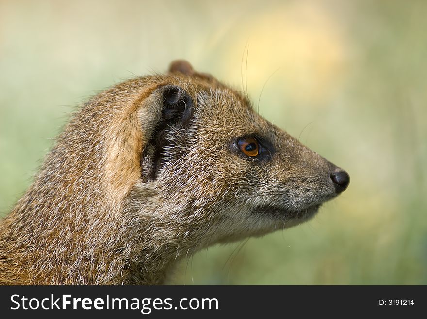 Close-up of a  yellow mongoose (Cynictis penicillata)