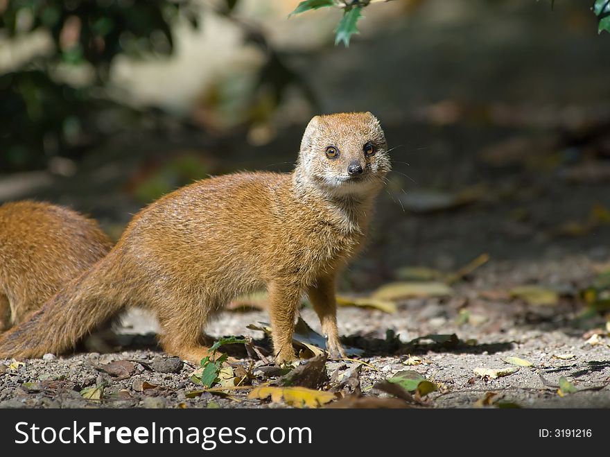 Cute yellow mongoose