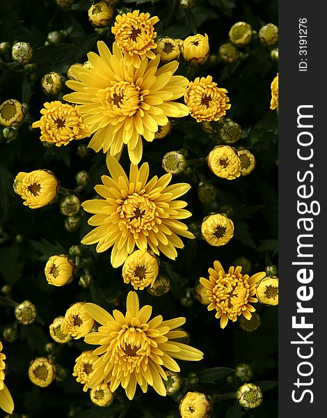 Yellow Flowers close up, three big flowers