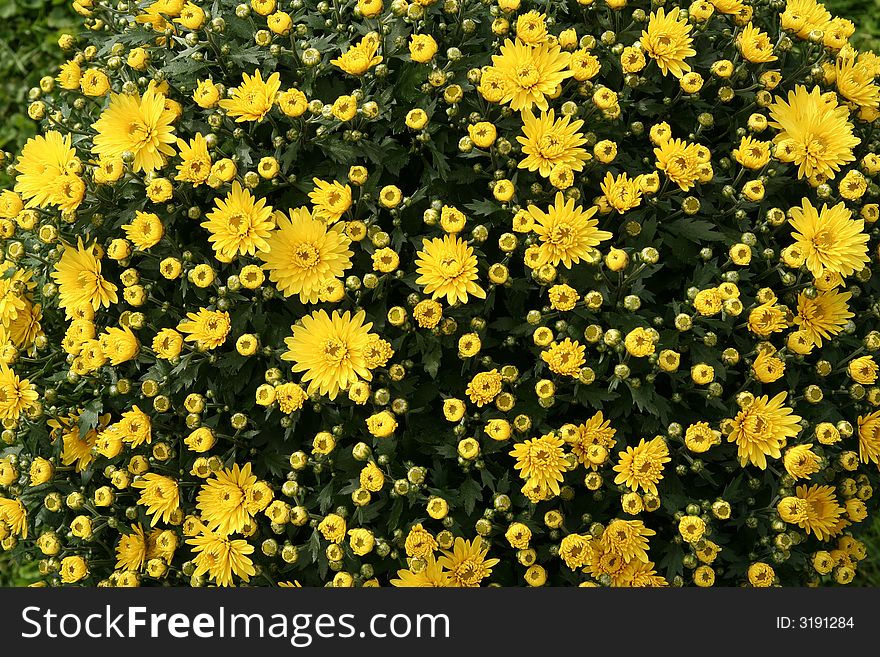 Lots of Yellow Flowers, close up