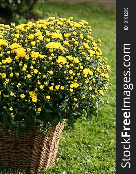 Yellow Flowers in the basket