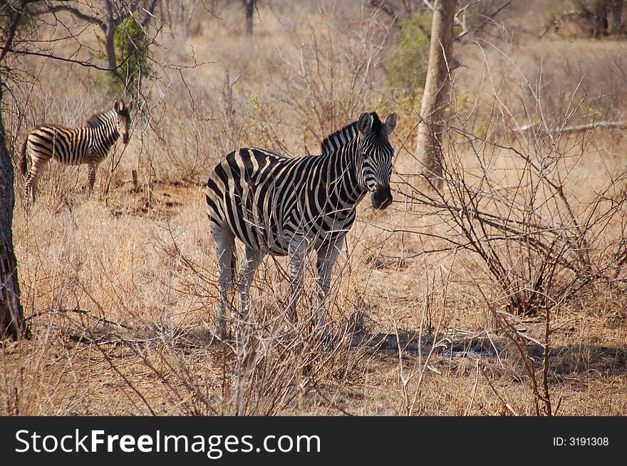 South Africa - Kruger National Park - Zebra in Shadow. South Africa - Kruger National Park - Zebra in Shadow