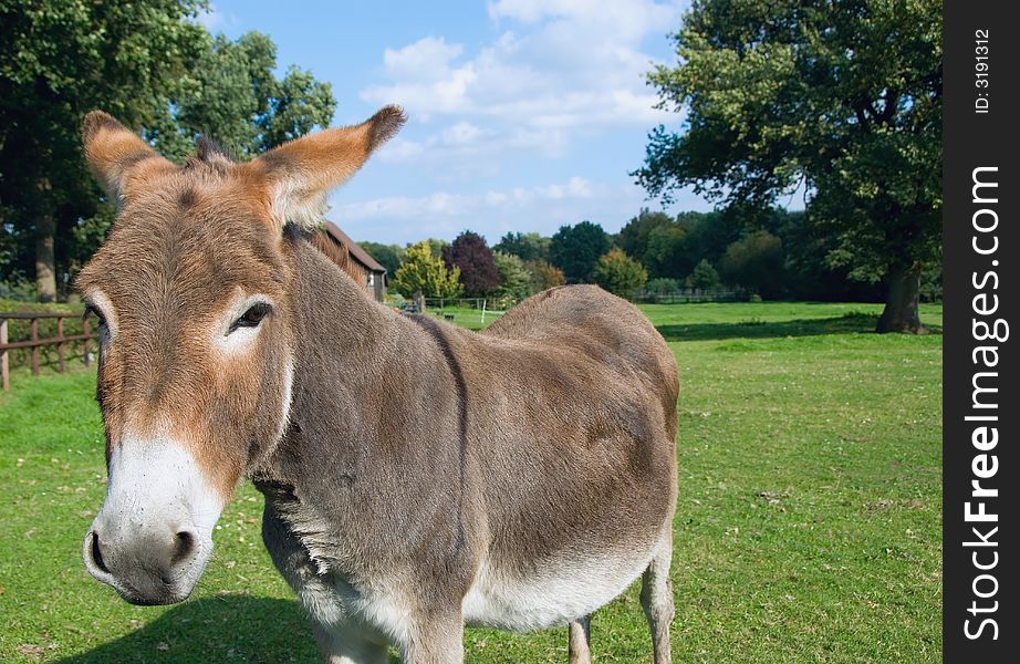 Donkey close up on a meadow