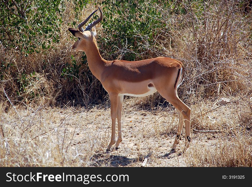 South Africa - Kruger National Park - Antelope Impala