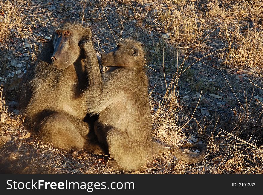 Baboons - Best Friends