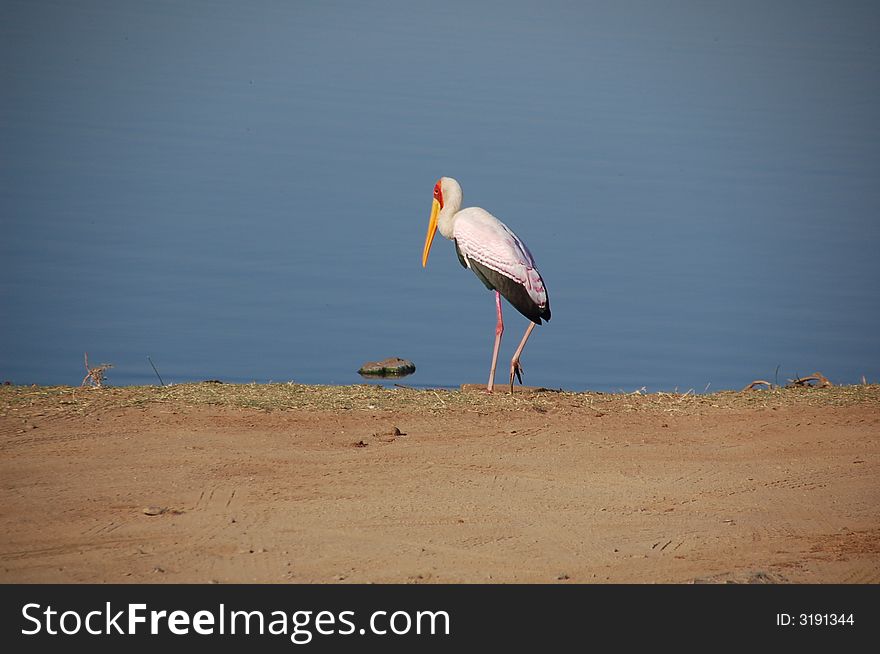 South Africa - Kruger National Park - A stork walking by lake. South Africa - Kruger National Park - A stork walking by lake